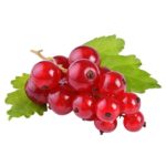 Ribes Rosso Online